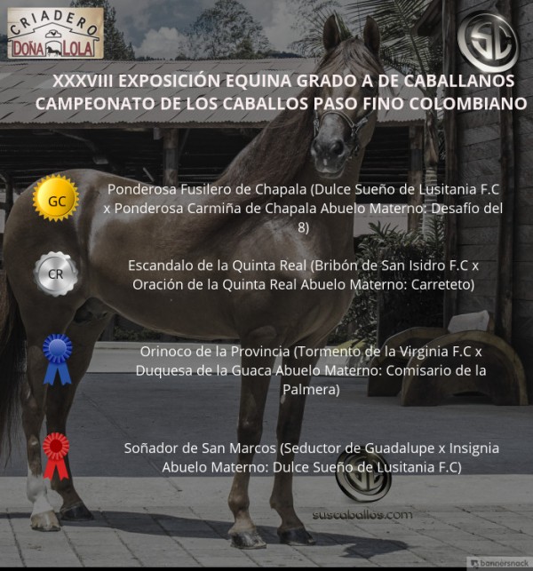 https://www.suscaballos.com/VÍDEO: Ponderosa Fusilero Campeón, Escandalo Reservado, Paso Fino, Caballanos