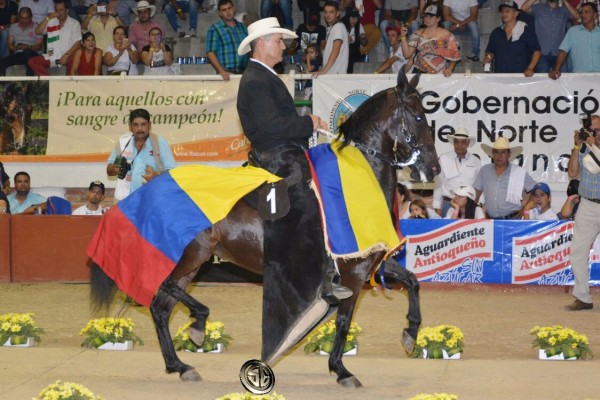 https://www.suscaballos.com/VÍDEO: Mensajera Campeona, Intocable Reservada, Trocha Colombiana, Cúcuta 2017