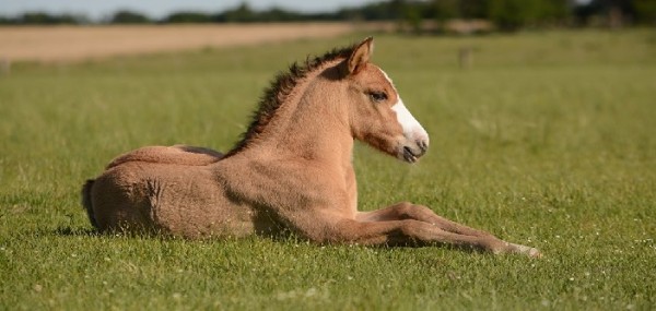https://www.suscaballos.com/¿El caballo nace o se hace?