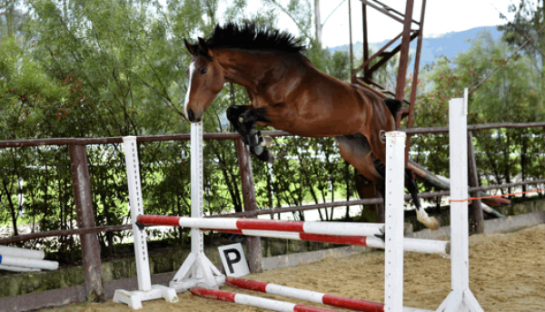 https://www.suscaballos.com/Conozca Cuáles Son Las Características Que Debe Tener Un Buen Semental Equino