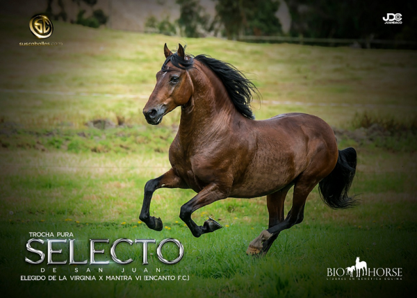 https://www.suscaballos.com/Selecto de San Juan de @biohorse
