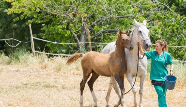 https://www.suscaballos.com/Policryo, Diluyente De Semen Equino Obtiene Patente De La SIC