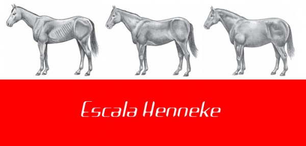 https://www.suscaballos.com/Escala Henneke: Tu Caballo Esta Delgado o Gordo?