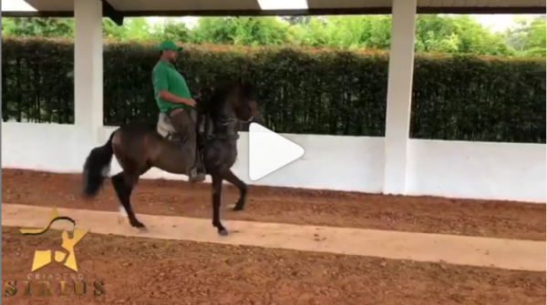 https://www.suscaballos.com/HH Maremoto (Tourbillon x Mensaje)