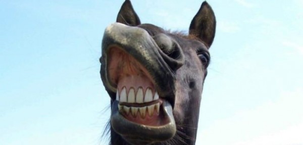 https://www.suscaballos.com/Qué te puede decir el color de las encías de tu caballo