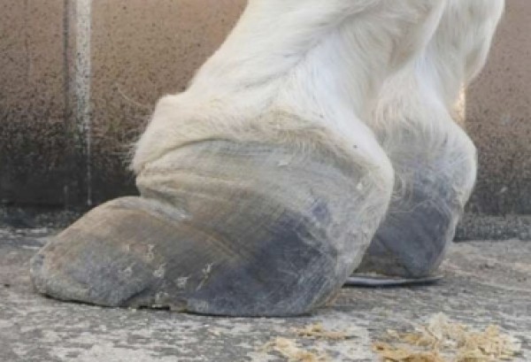 https://www.suscaballos.com/De esta forma es como se manifiesta la laminitis en equinos