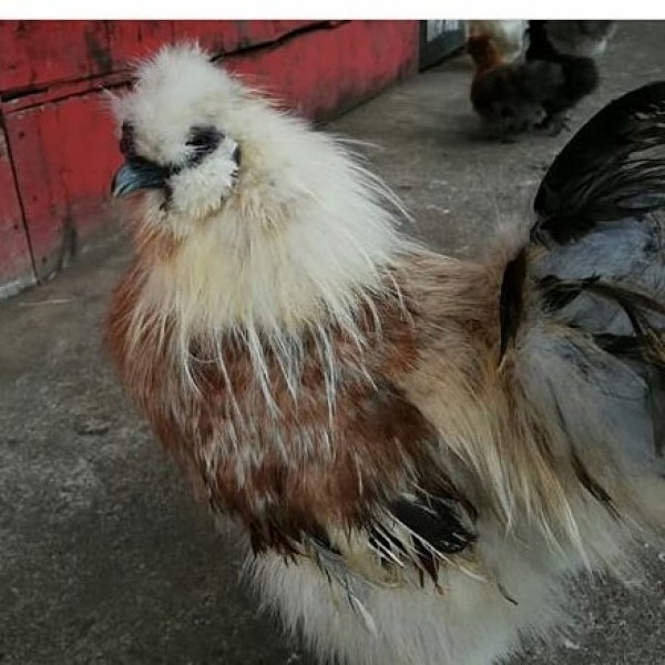 https://www.suscaballos.com/gallinas silkie japones en venta