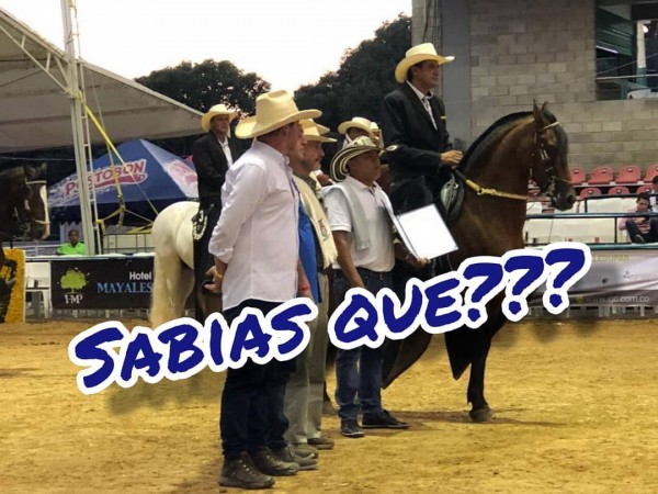 https://www.suscaballos.com/¿Sabías Qué? Para Un Ejemplar Ser Declarado Fuera De Concurso....
