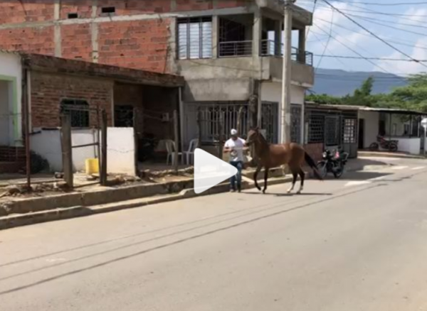 https://www.suscaballos.com/Video: Tormenta de Castell de las Flores 