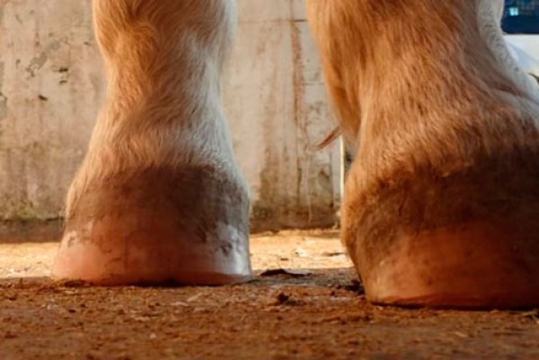 https://www.suscaballos.com/El Barefoot : Técnica para Mantener “Descalzos” a los Caballos