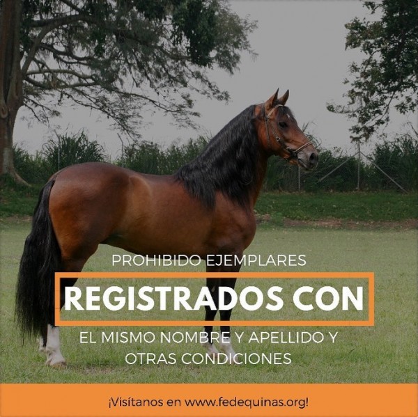 https://www.suscaballos.com/Fedequinas: Prohibido Registrar Más De Un Ejemplar Con El Mismo Nombre.....