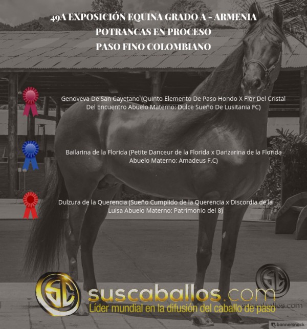 https://www.suscaballos.com/VÍDEO: Genoveva Mejor, Bailarina 1P, Potrancas del Paso Fino- Armenia 2016