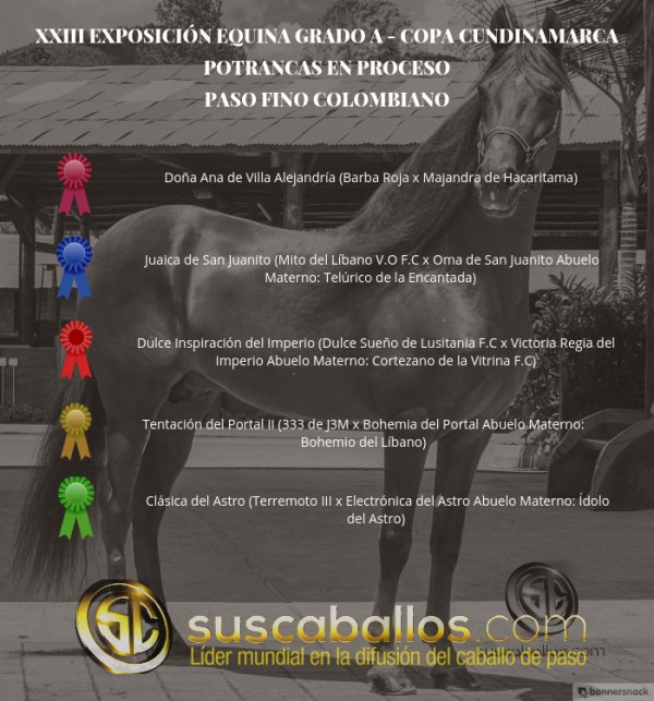 https://www.suscaballos.com/VÍDEO: Doña Ana Mejor, Juaica 1P, Potrancas Del Paso Fino Col, Copa Cundinamarca