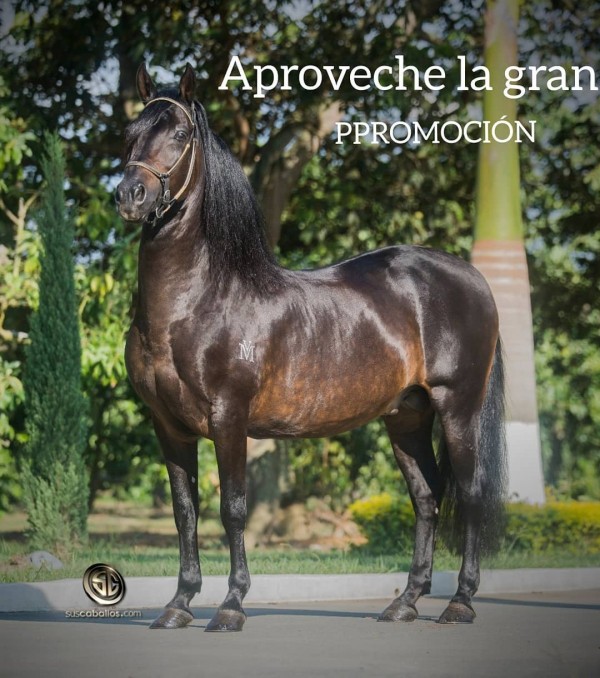 https://www.suscaballos.com/Aproveche La Gran Promoción Por Feria de Flores De Elegido de la Virginia