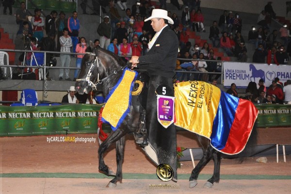 https://www.suscaballos.com/VÍDEO: Evita Hija de Ensueño Campeona Paso Fino Colombiano, Exposabana