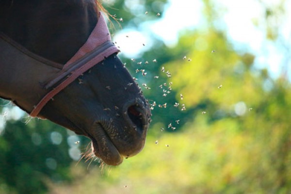 https://www.suscaballos.com/Cómo eliminar las Moscas de los Caballos: 7 Recomendaciones
