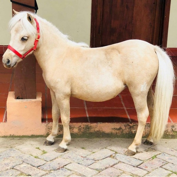https://www.suscaballos.com/YEGUITA  MINIHORSE IMPORTADA  REGISTRADA