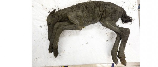 https://www.suscaballos.com/Descubren en Siberia los restos de un potro que se extinguió hace 40.000 años