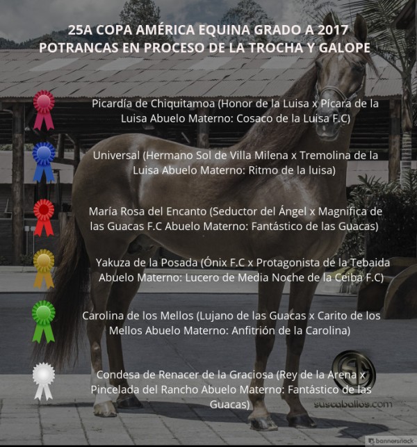 https://www.suscaballos.com/VÍDEO: Picardía Mejor, Universal 1P, Potrancas Trocha Y Galope, XXV Copa América