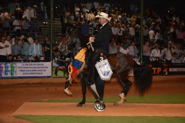 https://www.suscaballos.com/VÍDEO: Premier Campeón, Rey De Reyes Reservado, Trocha - XXV Copa América Equina