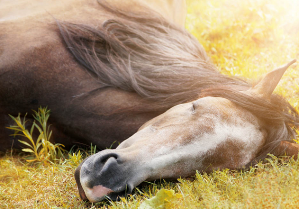 https://www.suscaballos.com/El caballo y el sueño