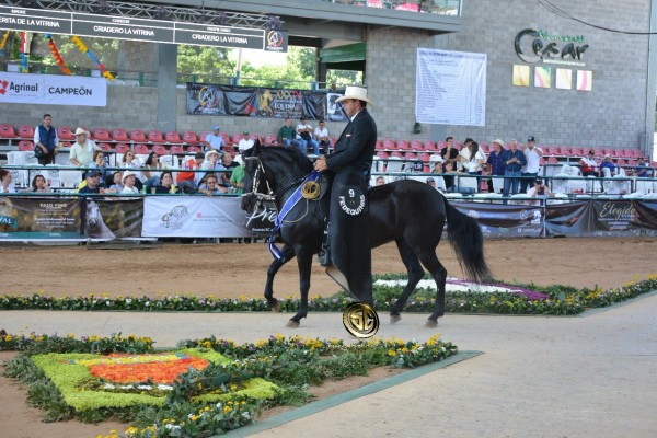 https://www.suscaballos.com/RESULTADOS XXXIV EXPOSICIÓN EQUINA NACIONAL 2018 - PASO FINO COLOMBIANO