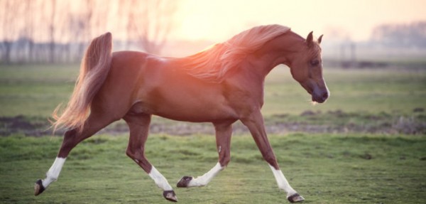 https://www.suscaballos.com/Los caballos árabes tienen cuatro huesos menos que otras razas