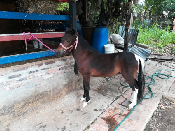 https://www.suscaballos.com/SE VENDE PAREJA DE PONYS