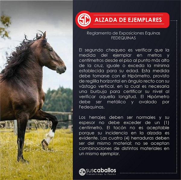 https://www.suscaballos.com/ALZADA DE EJEMPLARES