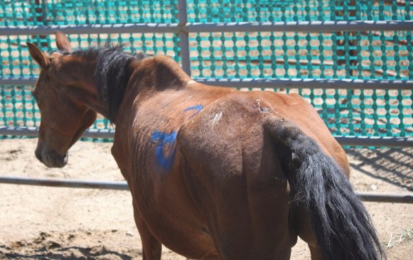 https://www.suscaballos.com/Dolor de dorso en el caballo