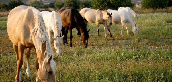 https://www.suscaballos.com/¿Cuántos años tendría mi caballo si fuera una persona?