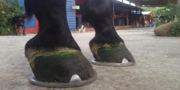https://www.suscaballos.com/Herraduras. Fundamentales para el bienestar de los equinos