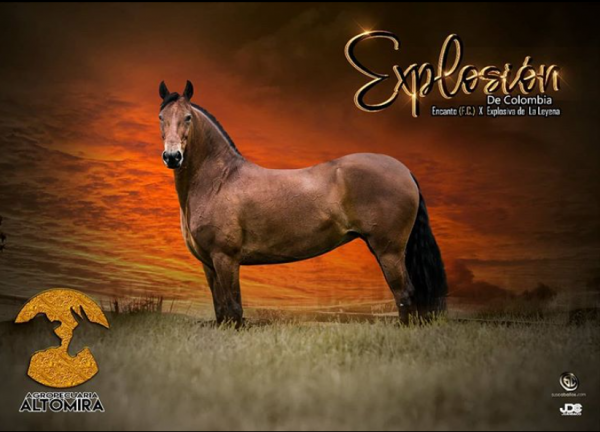 https://www.suscaballos.com/Explosión de Colombia  hija de Encanto FC x Explosiva de La Leyenda 