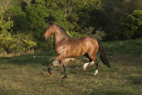 https://www.suscaballos.com/VÍDEO: Serpentina Mejor,Alma Mía 1P, Potrancas Trote Y Galope, III Exposabana