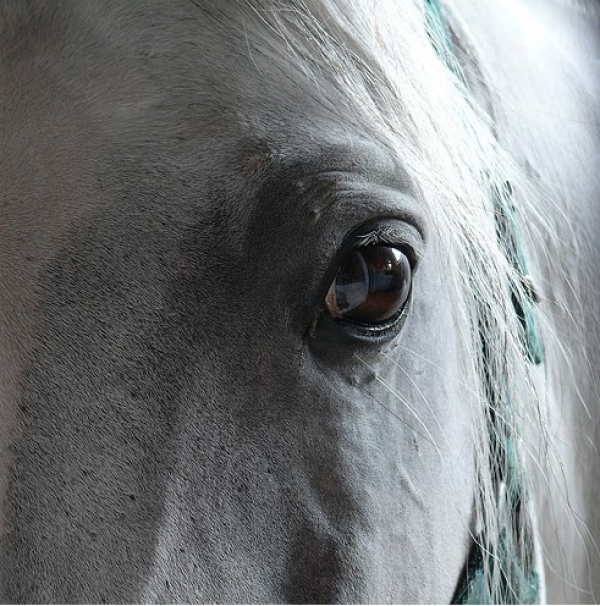 https://www.suscaballos.com/Problemas Hepáticos en los caballos