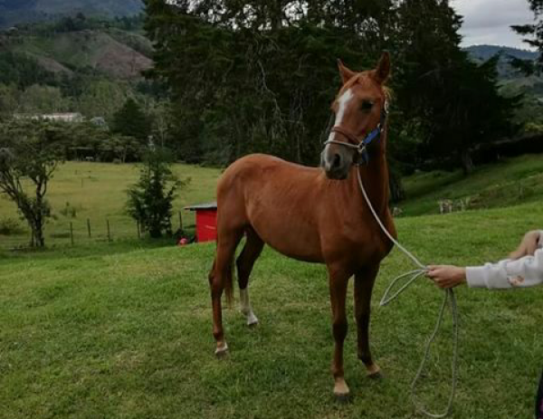 https://www.suscaballos.com/se vende potro