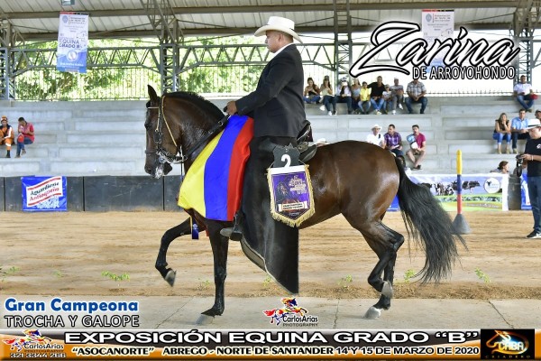 https://www.suscaballos.com/SE VENDE YEGUA TROCHADORA GALOPERA