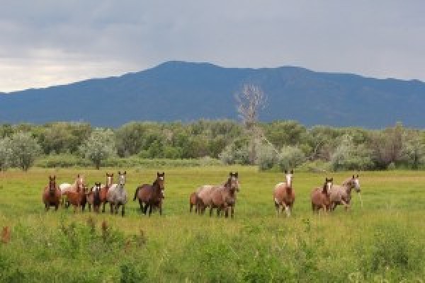 https://www.suscaballos.com/Cambios En La Evolución Del Caballo