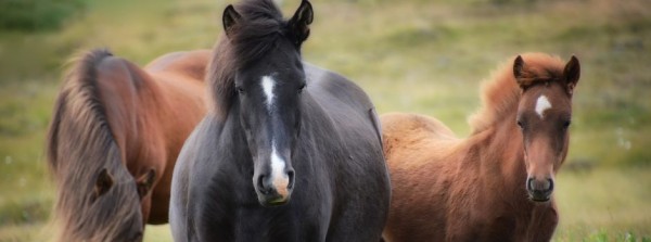 https://www.suscaballos.com/Lenguaje corporal equino y sonidos