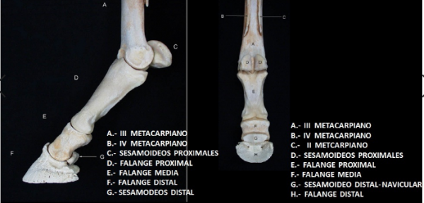 https://www.suscaballos.com/El síndrome navicular, una cojera del caballo temida por deportistas
