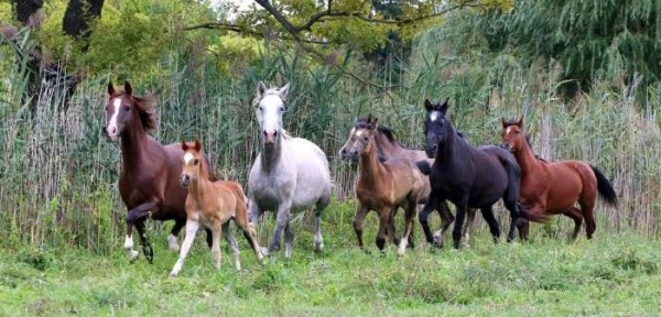 https://www.suscaballos.com/La Desensibilización en Caballos