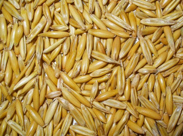 https://www.suscaballos.com/Alimentación sin cereales para caballos