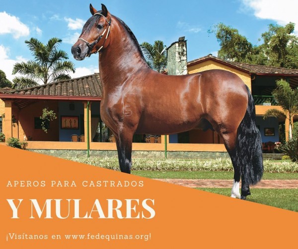 https://www.suscaballos.com/Fedequinas: Castrados Y Mulares No Se presentarán Con Zamarros