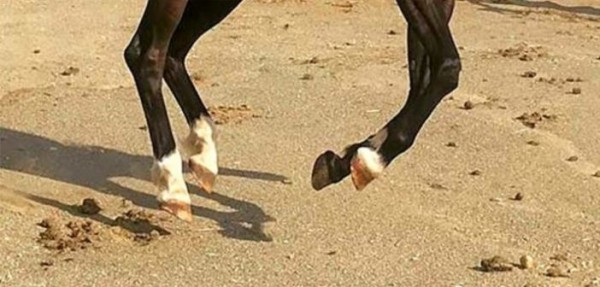 https://www.suscaballos.com/La nutrición y sus consecuencias en el casco del caballo: más allá de la biotina