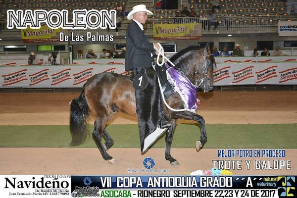 https://www.suscaballos.com/VÍDEO: Napoleón Mejor, Zafiro 1p, Potros del Trote Y Galope, VII Copa Antioquia