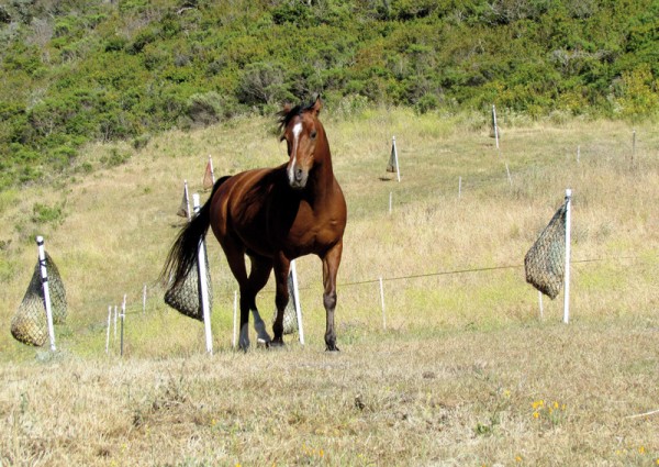https://www.suscaballos.com/Paddock Paradise, un concepto natural para la estabulación de caballos