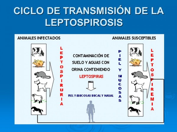 https://www.suscaballos.com/Conozca Sobre La Leptospirosis equina