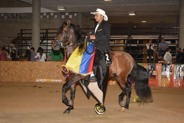 https://www.suscaballos.com/RESULTADOS XXIX Exposición Equina Grado B Bucaramanga 2018- PASO FINO COLOMBIANO
